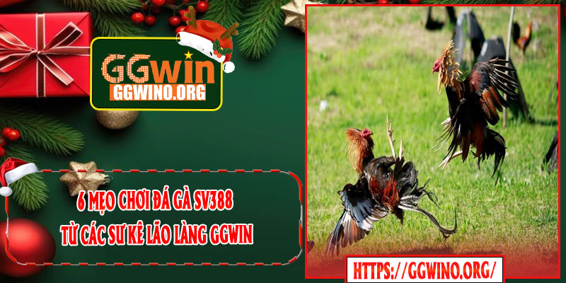 6 Mẹo Chơi Đá Gà SV388 Từ Các Sư Kê Lão Làng GGWIN