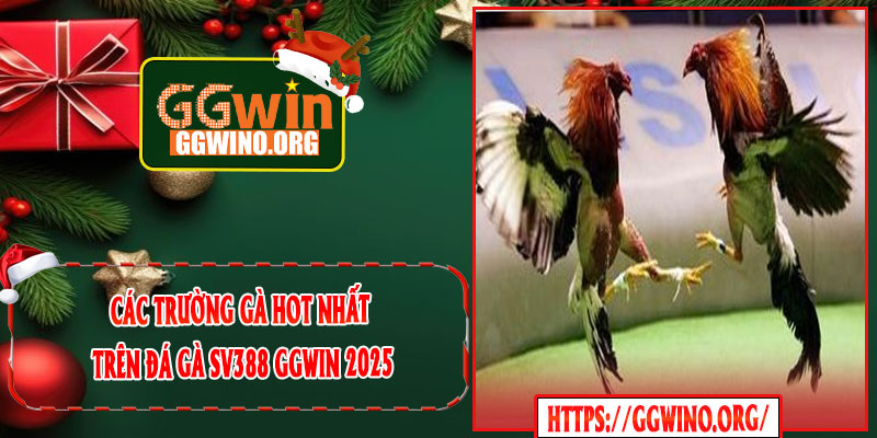 Các Trường Gà Hot Nhất Trên Đá Gà SV388 GGWIN 2025