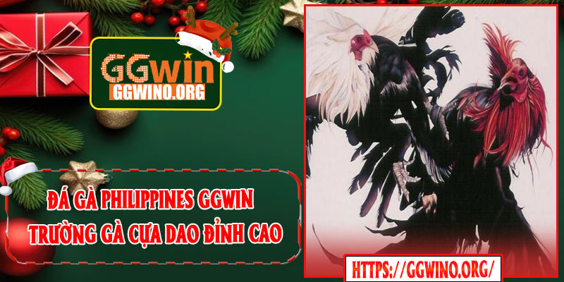 Đá Gà Philippines GGWIN – Trường Gà Cựa Dao Đỉnh Cao