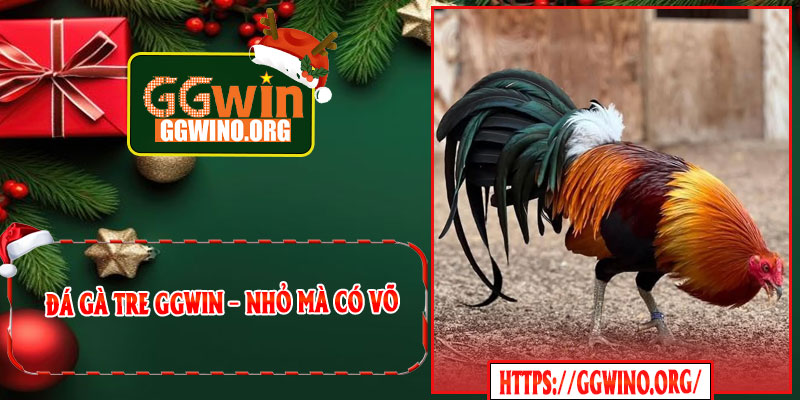 Đá Gà Tre GGWIN – Nhỏ Mà Có Võ