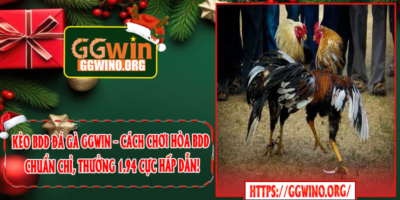 Kèo BDD Đá Gà GGWIN – Cách Chơi Hòa BDD Chuẩn Chỉ, Thưởng 1.94 Cực Hấp Dẫn!